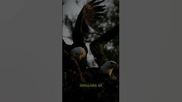 وأما من أوتي كتابه بشماله // ما تيسر من #سورة_الحاقة -الآية 25 🎧🎧