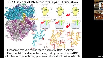 MIT CompBio Lecture 07 - RNA world, RNA-seq, RNA folding