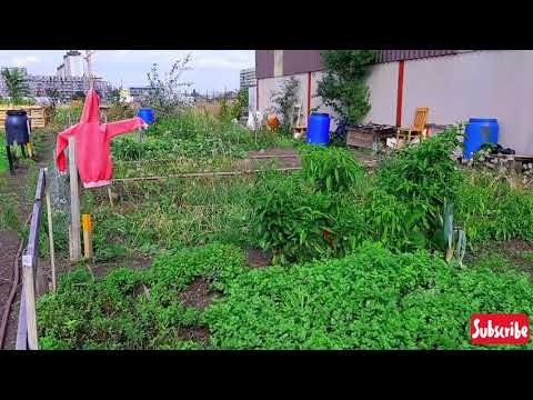 زمین های کشاورزی افغانهای مقیم اتریش و کشت گندنه (تره) در شهر وین 👈🔔👉🙏🤝💐💞 Afghanische Gemüse in wien