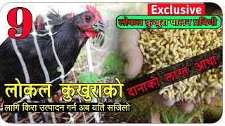 Local kukhura Ep.9 किरा । यसरी गरौ लोकल कुखुराको लागि किराको जोहो । Maggot bucket