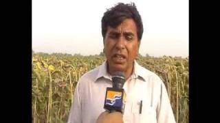 Report on sardar koray khan land by kook Tv collaboration with SPO Multan.flv