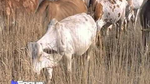 International Earth Summit