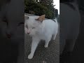 Comes with a white cat