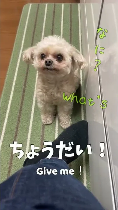 かんさいべんしゃべっt かんさいべんしゃべっt