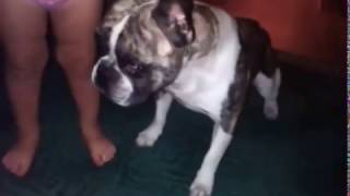 bulldog fun with cute baby by I Love Animals 14 views 7 years ago 3 minutes, 17 seconds