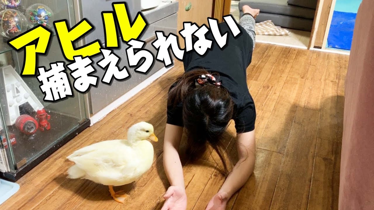 アヒルを捕まえられなくて困っています。【コールダックねぎま】 - YouTube