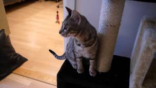 Zelda the Ocicat a bit bored in the morning. by Bascule666 5,734 views 8 years ago 3 minutes, 20 seconds