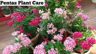 How to Grow & Care The Beautiful Pentas Flowering Plant/आप भी पाईये इतने सारे flowers