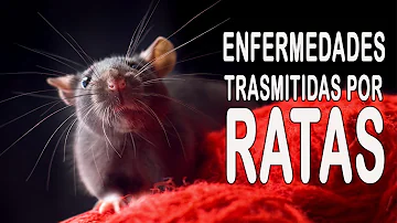 ¿Se puede enfermar por convivir con ratas?