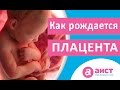 Рождение плаценты или как родить послед