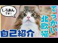 【自己紹介】はじめまして、でっかい北欧猫のしろあんです！【ノルウェージャンフォレストキャット】
