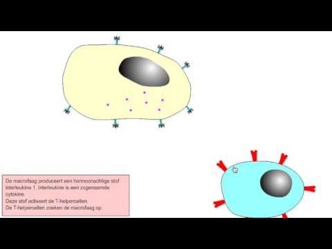 Video: Verschil Tussen Proteoglycanen En Glycoproteïnen