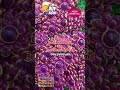 New arrival paachi Kundan for jewellery making at wholesale price#shortsvideo