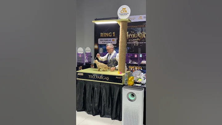 Video 11251381: burmese cat, cfa international cat show