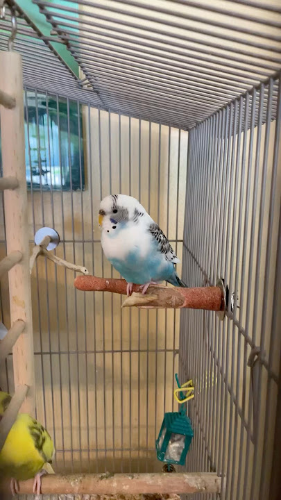 Precious bird 😲