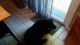 Normyleweek1Testeng241Summerobo12017