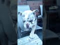 bulldog puppy playtime
