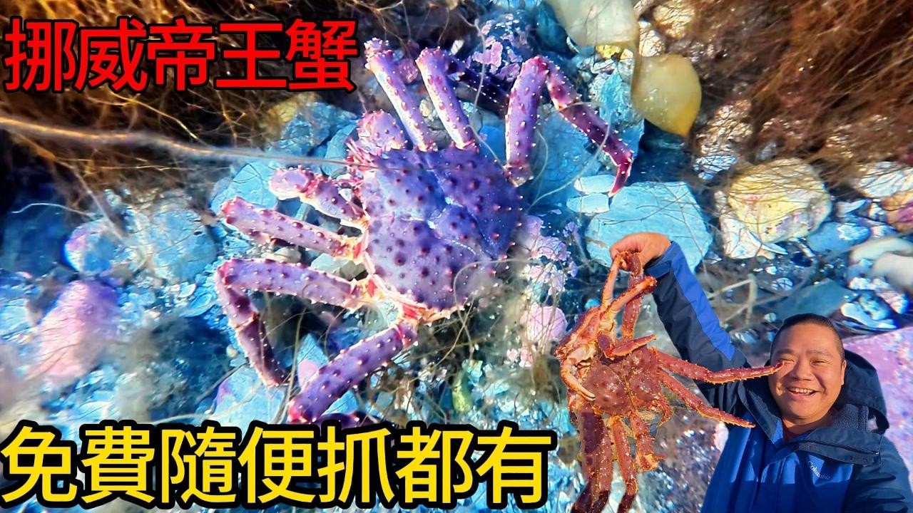 挪威北極圈內的帝王蟹氾濫成災-岸邊這樣都能抓的到!!!!丨不用錢的野生帝王蟹吃到撐丨挪威野餐也太舒服了吧!