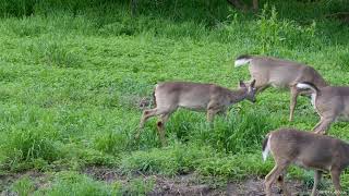 Deer Enjoying The Grass