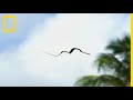 Le serpent volant spcialiste du vol plan entre les arbres