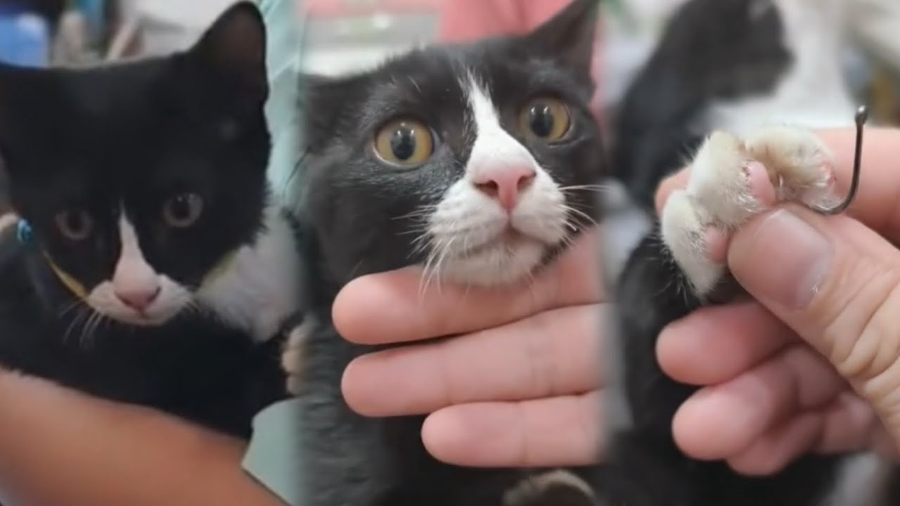 ผู้ช่วยหมอ ช่วยน้องแมวเท้าติดเบ็ดแมวสวยด้วยนะCr:หมอเนย์