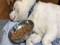 唐揚げ食べれなくて　ふてくされる柴犬