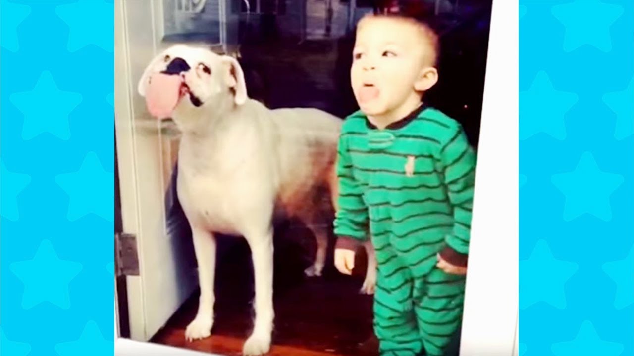 FUNNY Babies and dogs love to LICK GLASS Cute babies Compilation