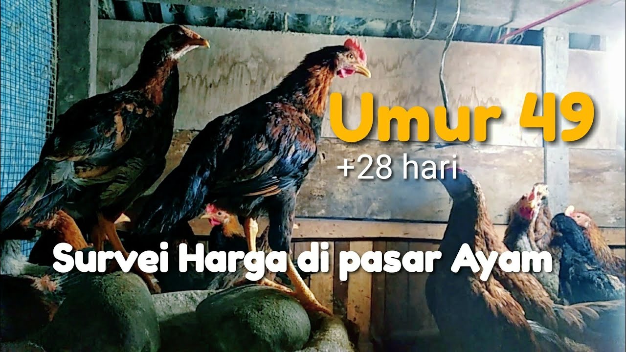 Umur 49 Hari Ternak Ayam Kampung 100 ekor + 200 ekor survei harga #