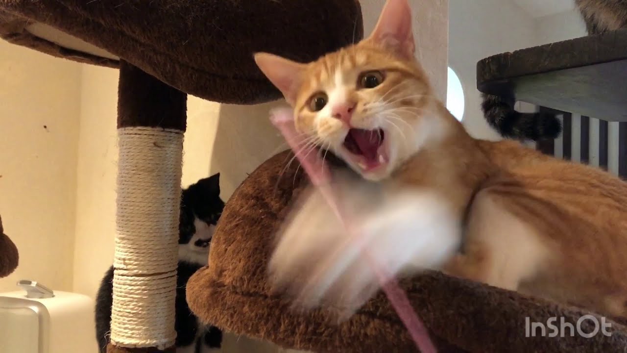 保護猫cafe 人気のボロじゃらし 猫じゃらしで遊ぶ人目線 Youtube