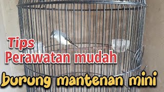 Perawatan mudah burung mantenan mini