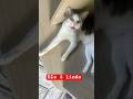 #gato #shortes