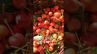 체리수확 #스페인 #갈리시아 #cherries #cereza #Galicia #coreallega #clodagh #국제부부 #코레아졔가