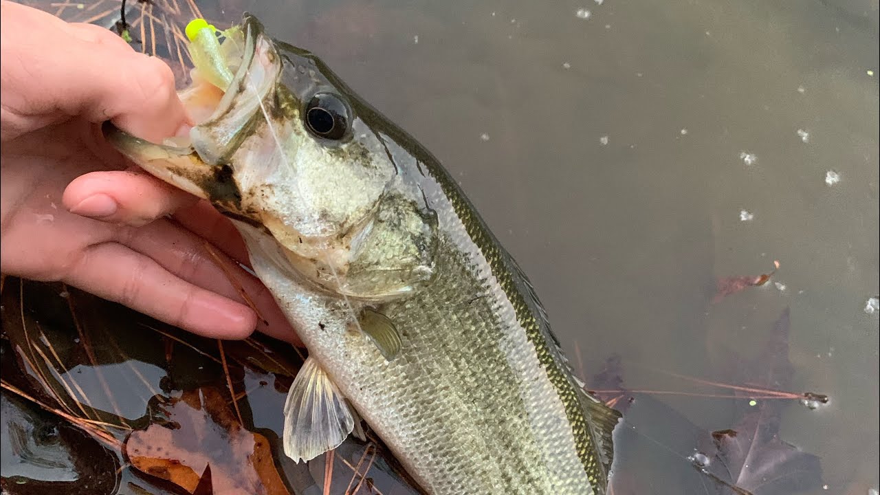 Evening Fall Bass Fishing