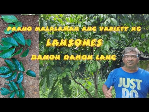 Video: Ano ang pagkakaiba sa pagitan ng isang puno ng birch at isang puno ng aspen?