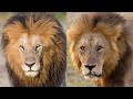 Famous lion duo of Masai Mara: Lolparpit and Olbarnoti...