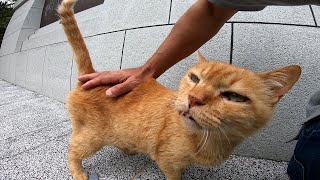 いつも傷だらけの野良猫をナデナデする