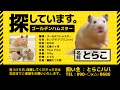 【ハムスター/キンクマ】行方不明になったとらこ。/Hamster TORACO which became missing.