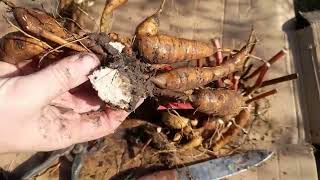 Деление пиона лекарственного. Officinalis rubra plena.