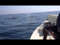 Observación de ballenas en Mazatlan: temporada 2012