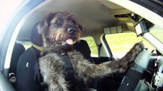 Meet Monty. The World's First Driving Dog.