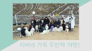 애견동반펜션 슈가몽펜션 가다! / 사모예드 가족 / 22 / samoyed /travel with dog