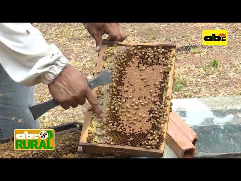 Video: Cómo Se Forma La Jalea Real