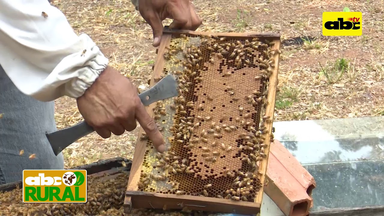 ABC Rural Programa 6: Producción de Jalea Real