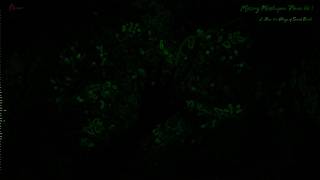 Near the Village of Sacred Beasts (Lyric Video)