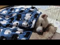 【秋田犬ゆうき】寒いのでもう寝ると毛布にくるまり横になる【akita dog】