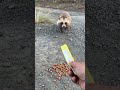 タヌキさん、そろそろ、チュールをなめて食べてよ。最後は、ネコが来た #shorts