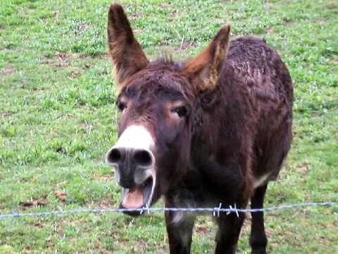 Braying Donkey