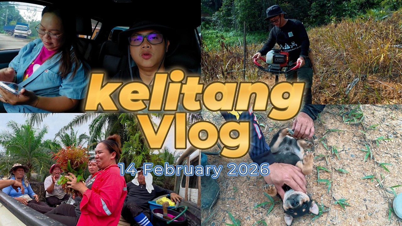 Valentine Day Tanam Sawit Guna Mesin Bor 68cc?! 🌴💘 Siap Petik Midin & Moment Lawak Dengan Bakun!