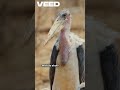 Big Flying Birds- #andeancondor  #Albatross #KoriBustard #TrumpeterSwan #stork  #animalshorts