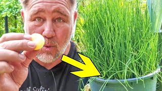 How to Grow CRUNCHY Water Chestnuts at Home! by Self Sufficient Me 144,926 views 8 months ago 14 minutes, 6 seconds